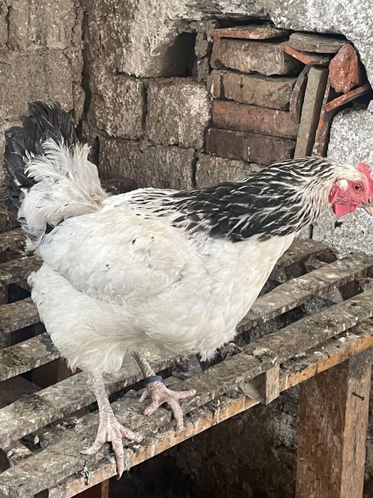 3 găini Sussex HD