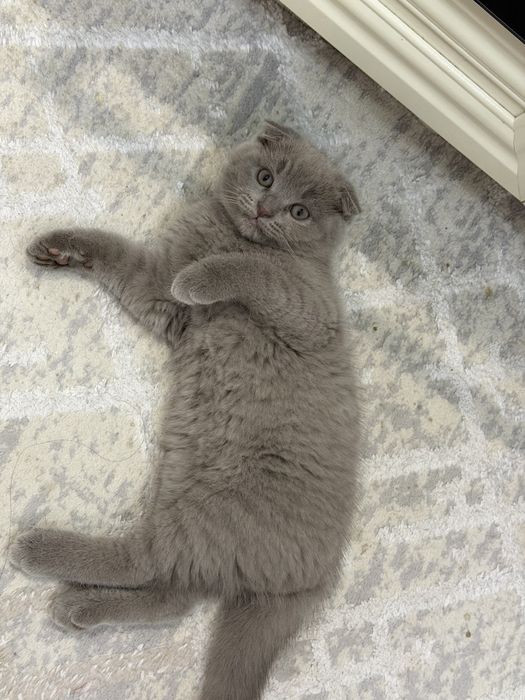 Продается котёнок
