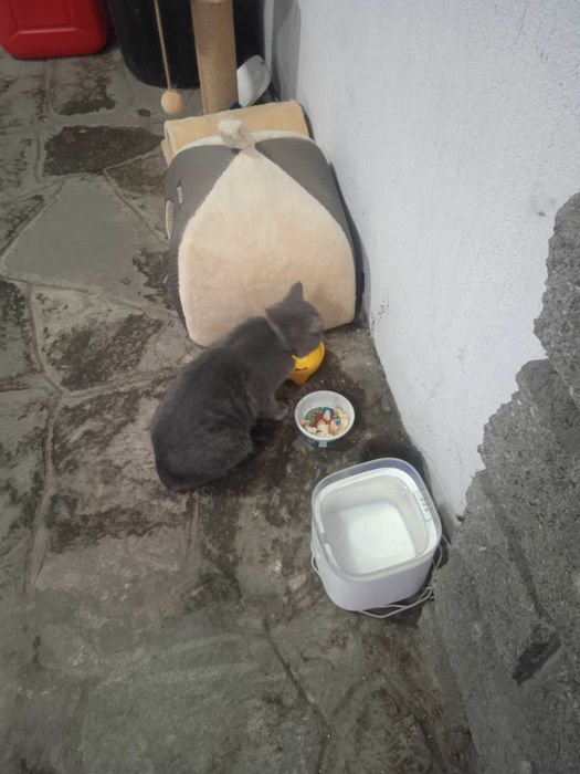 Отдадим кота бесплатно