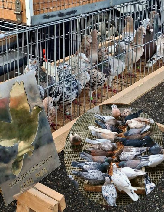 Vouajori sport culori rare