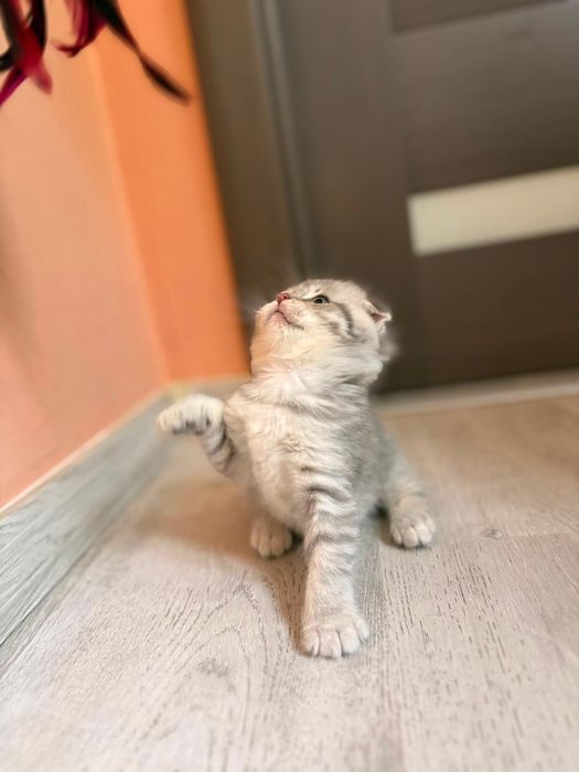 Scottish Fold Chinchilla Felisa