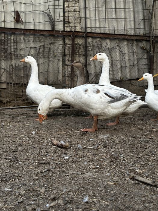 Продаются гуси домашние