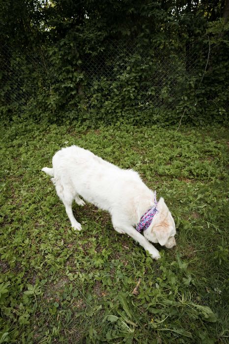 Cățelușă Retriever mix,7 ani, sterilizată, pentru adopție responsabilă