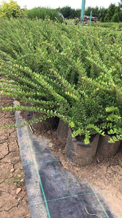 Продавам туя и вечнозелени храсти