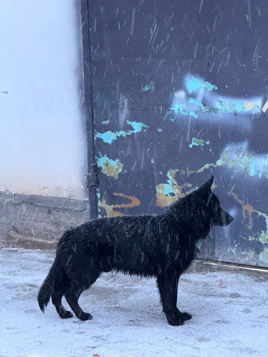 Продаеться ченок немецкая овчарки