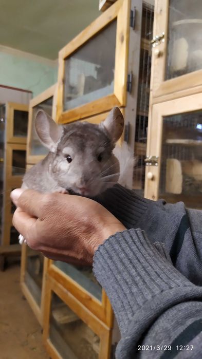 Шиншилла в ташкенте