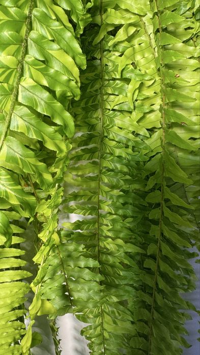 Нефролепис  Тигр