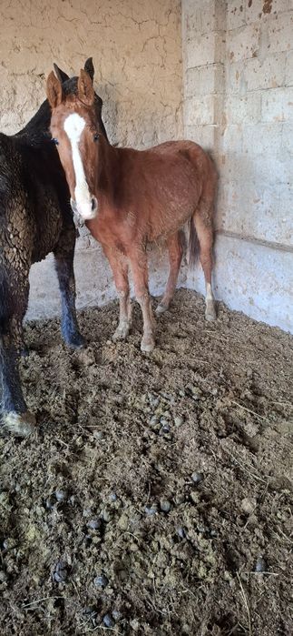 Тайлар сатылады 2 бас