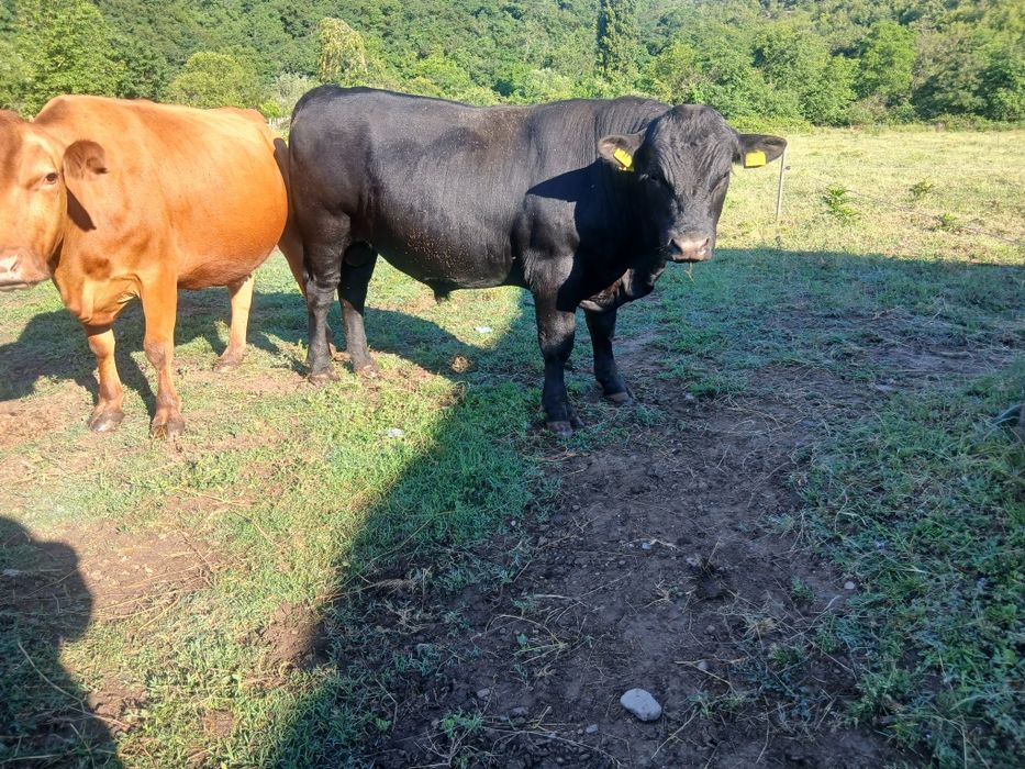 De vanzare Taur Angus