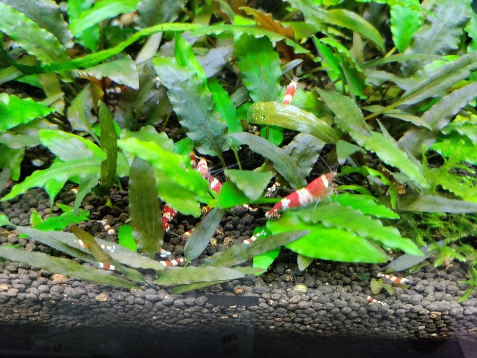 Creveti Bloody Mary Crystal Red Blue Velvet Dream Yellow