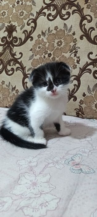 Продаются котята вислоухие