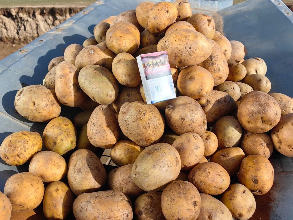 Картофель Павлодарский оптом
