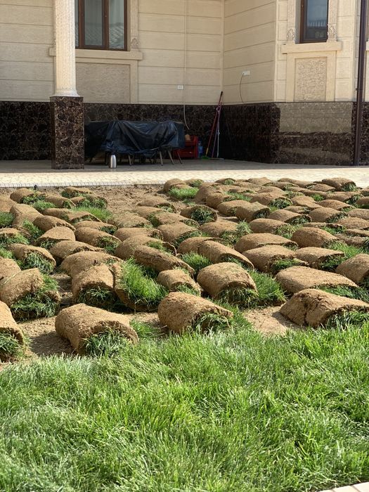 Газон экамиз. Уруг сепамиз