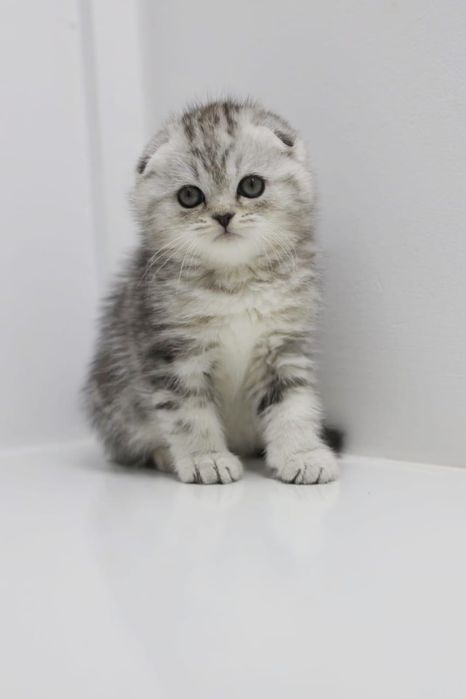 коШечки и коТики ШоТланДские висЛоуХие