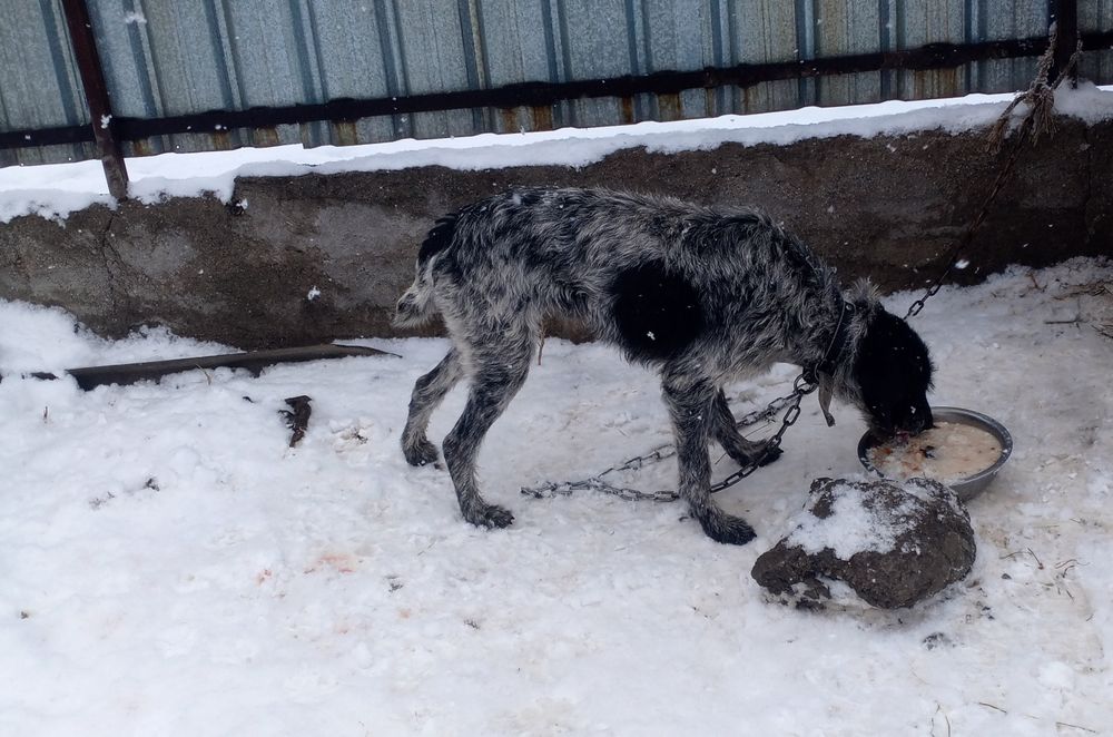 Дратхаары кобель и сука