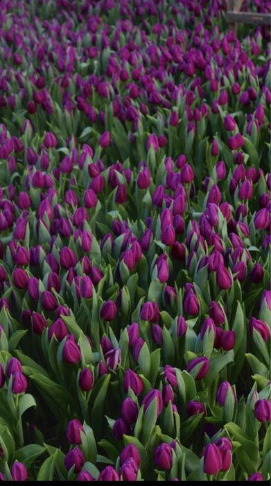 Тюльпаны оптом и в розницу