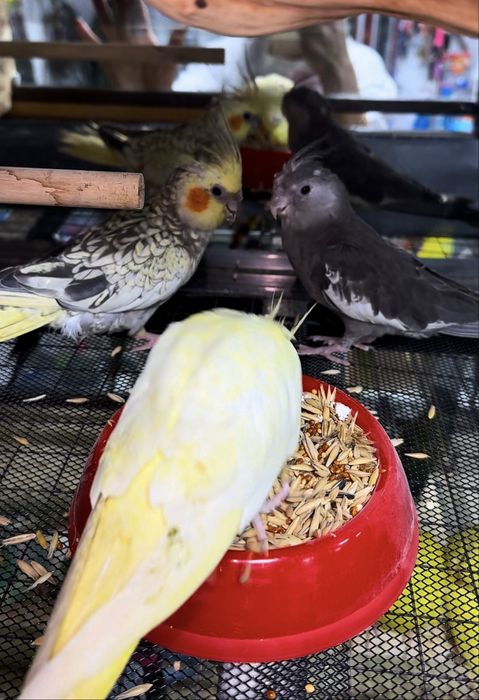 Кореллы Молодые Птенцы