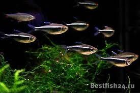 Продам аквариумных рыбок