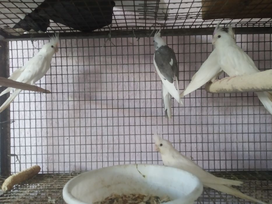 Тоза кон Дубай ок карелла