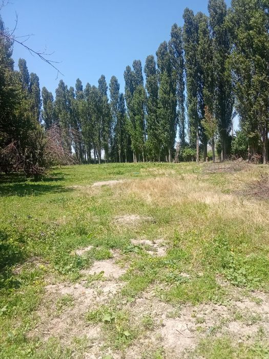 Терек (ағаш) тополь сатылады