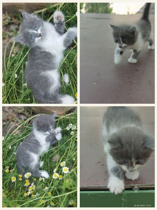Продаются котята