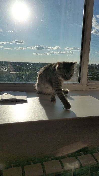 Подарю Котёнка (девочка)
