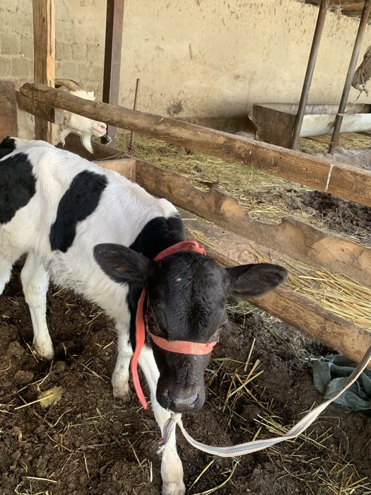 Ұрғашы голштейн бұзау сатылады