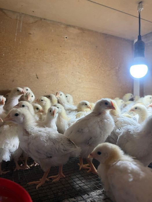 Продаются цыплята Адлера