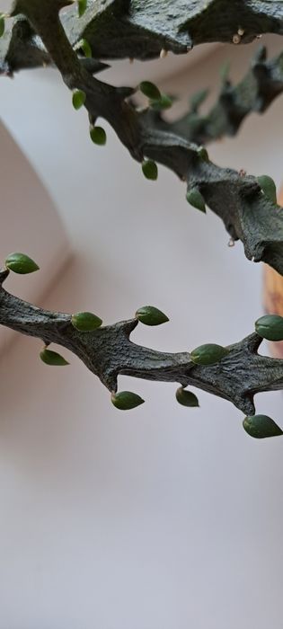 Церопегия Арманди