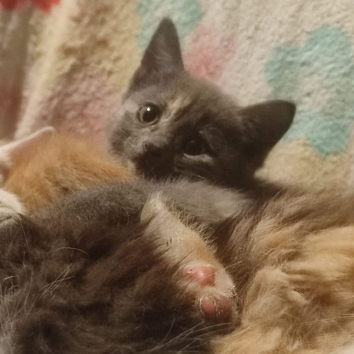 Милые котята более 2х месяцев