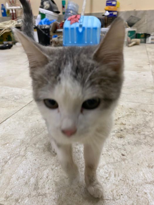 Котёнок девочка!