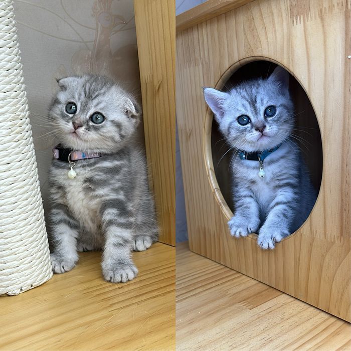 Чистакровные котята скоттиш фолд и страйт с паспортами