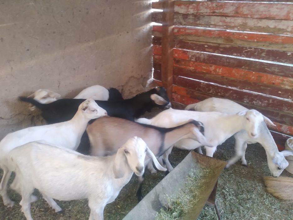 Пародалы лактар сатылады. Багасы 45000.