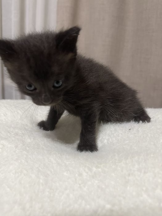 породистые котята