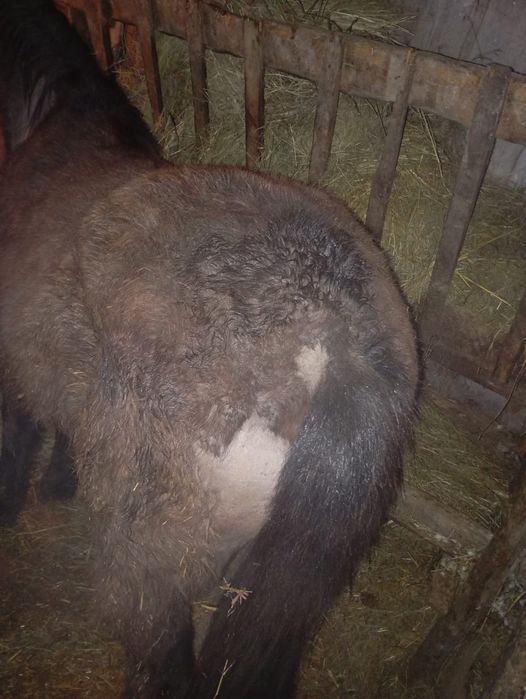 Продам тай с откорма