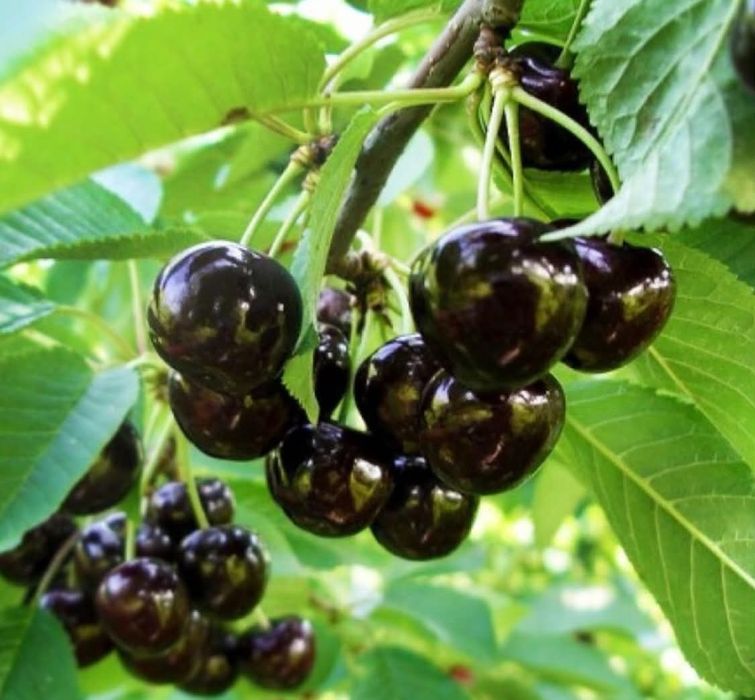 Pomi fructiferi altoiti