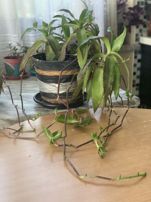 Золотой ус лечебный