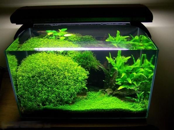 Микрантенимум малоцветковый