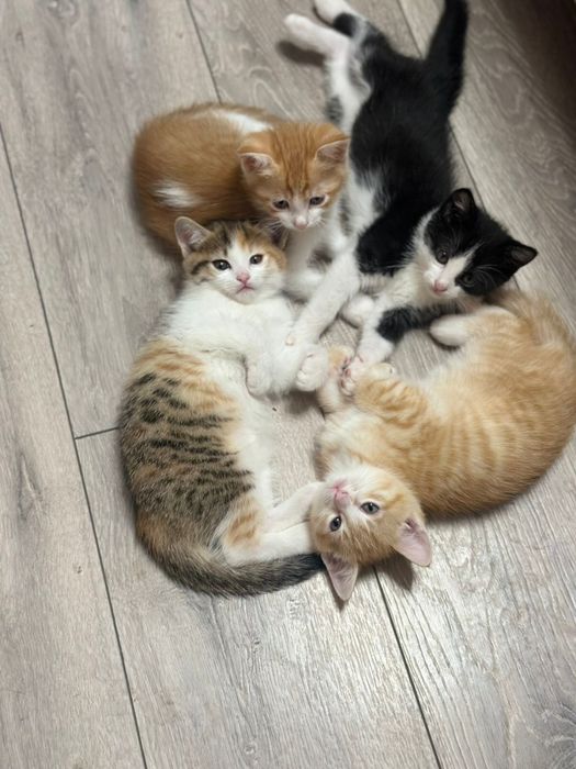 Отдам бесплатно чудесных котят