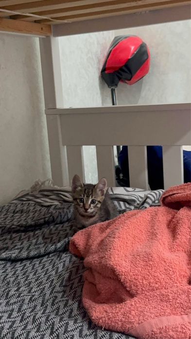 Котенок бесплатно