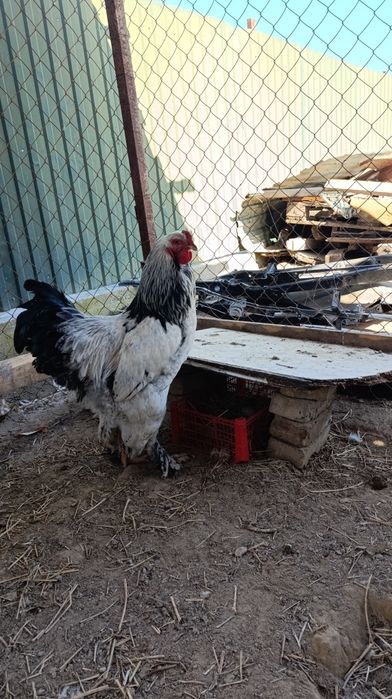 Инкубационное яйцо пароды Брамы