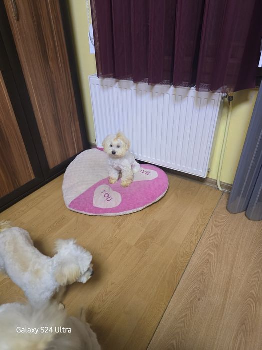 Момче и момиче малтипу