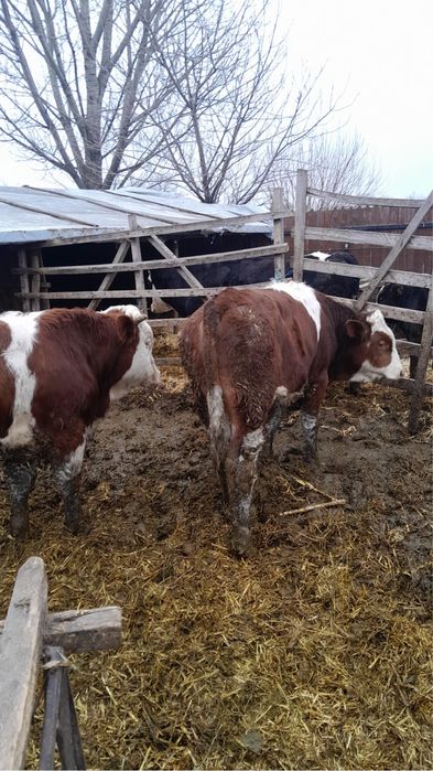 Vand tauri baltata romaneasca