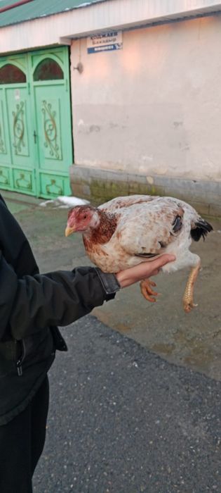 Сатылады боецовкалар