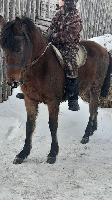 Верховой жеребчик 1.10 года