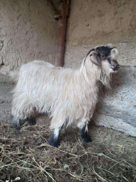 Kurka sotiladi karvon bozor