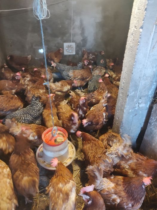 Vând găini ouătoare și ouă