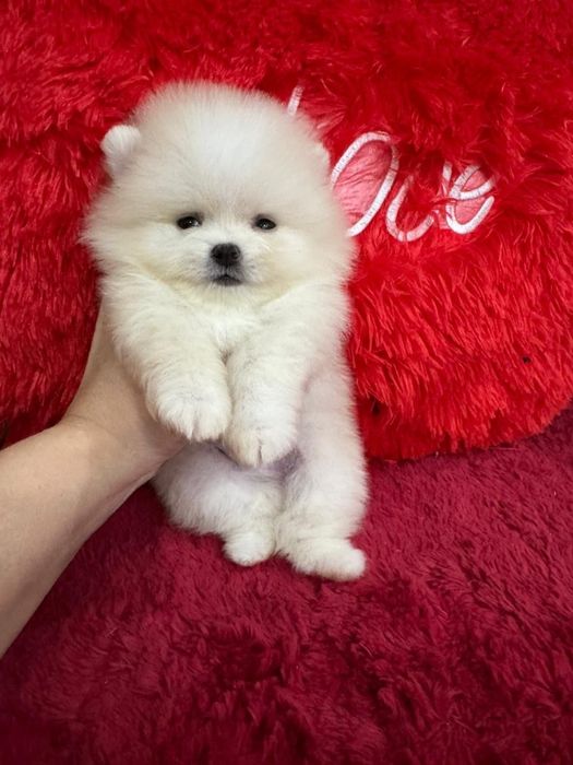 Шпицы мальчики готовы к переезду