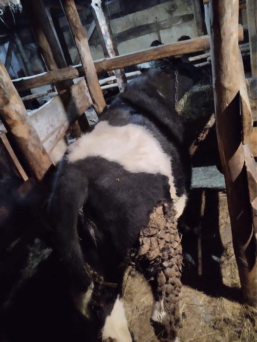 Продам крс с откорма