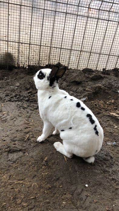 Femele iepure rex pitic